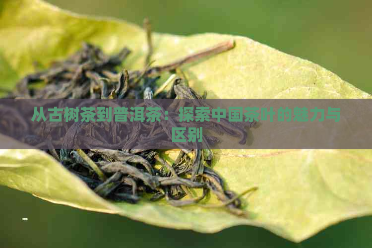 从古树茶到普洱茶：探索中国茶叶的魅力与区别