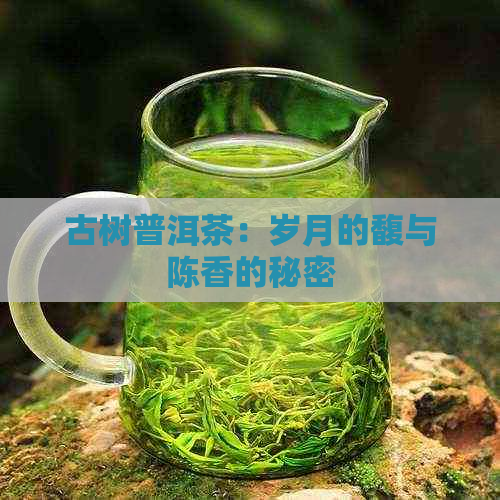 古树普洱茶：岁月的馥与陈香的秘密