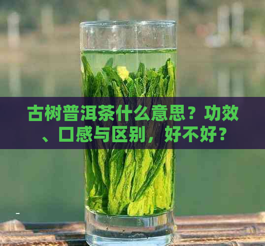 古树普洱茶什么意思？功效、口感与区别，好不好？