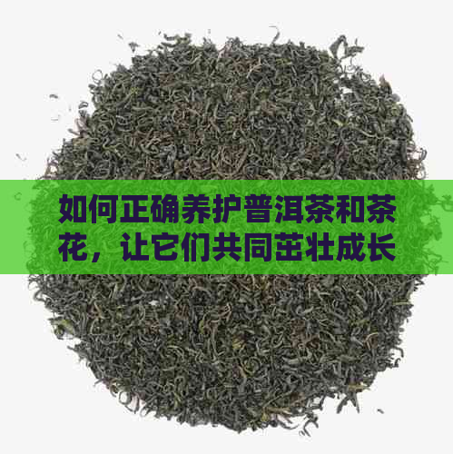 如何正确养护普洱茶和茶花，让它们共同茁壮成长？