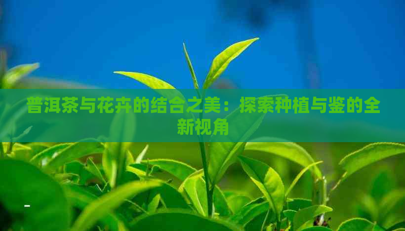 普洱茶与花卉的结合之美：探索种植与鉴的全新视角