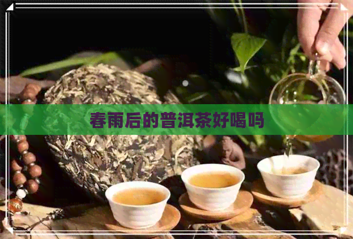 春雨后的普洱茶好喝吗