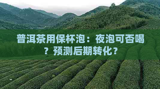 普洱茶用保杯泡：夜泡可否喝？预测后期转化？