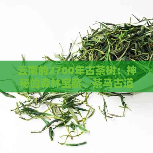 云南的2700年古茶树：神秘的森林宝藏、茶马古道的历见证