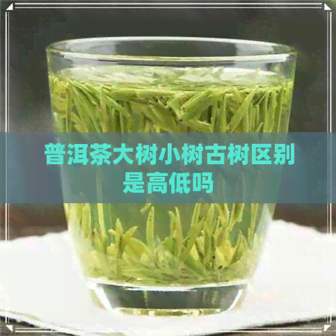 普洱茶大树小树古树区别是高低吗