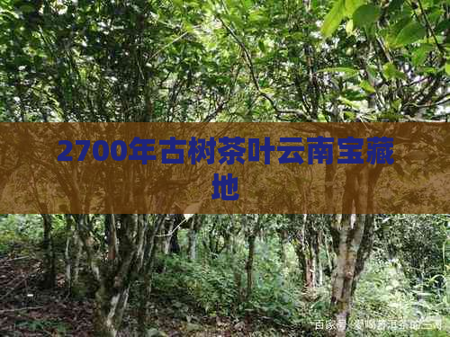 2700年古树茶叶云南宝藏地