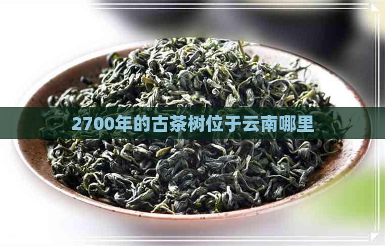 2700年的古茶树位于云南哪里