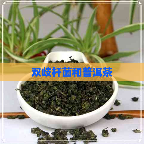 双歧杆菌和普洱茶