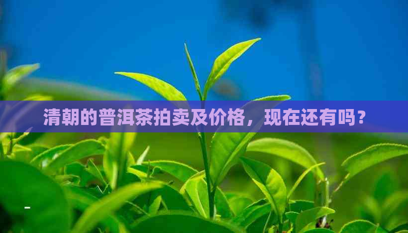 清朝的普洱茶拍卖及价格，现在还有吗？