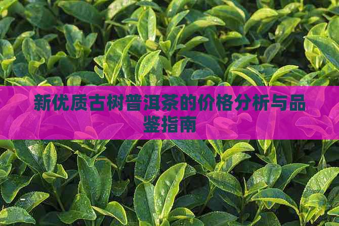 新优质古树普洱茶的价格分析与品鉴指南