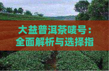 大益普洱茶唛号：全面解析与选择指南，了解茶叶品质和来源的关键信息