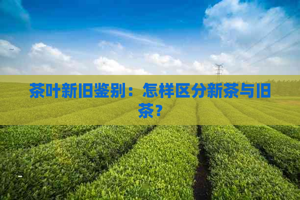 茶叶新旧鉴别：怎样区分新茶与旧茶？