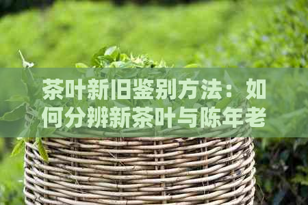 茶叶新旧鉴别方法：如何分辨新茶叶与陈年老茶？