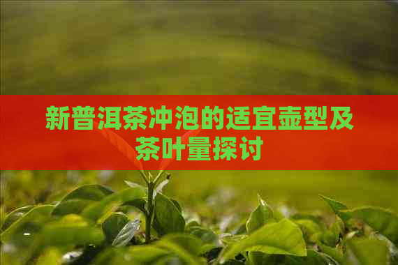 新普洱茶冲泡的适宜壶型及茶叶量探讨