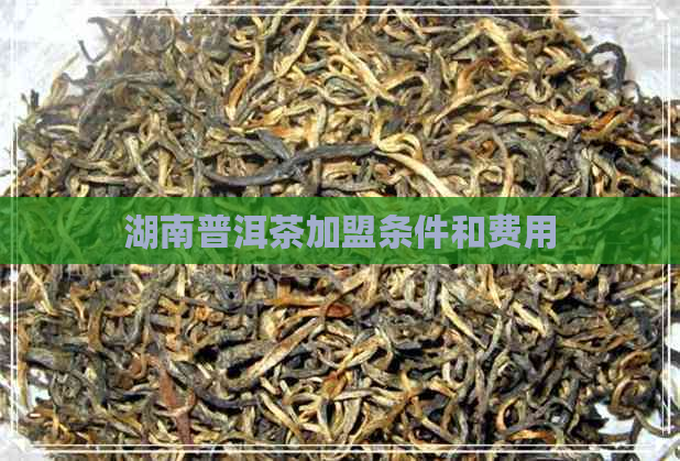 湖南普洱茶加盟条件和费用