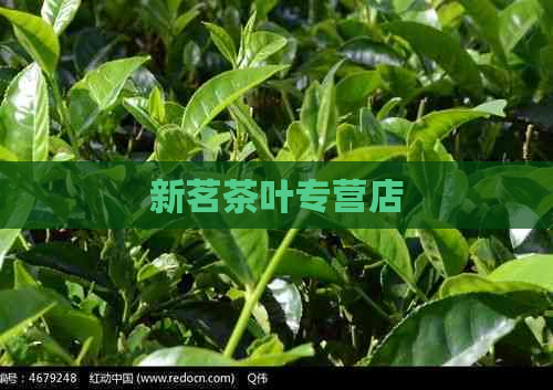 新茗茶叶专营店