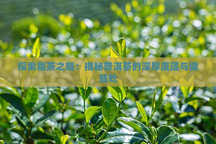 探索藏茶之魅：揭秘普洱茶的深厚底蕴与健益处