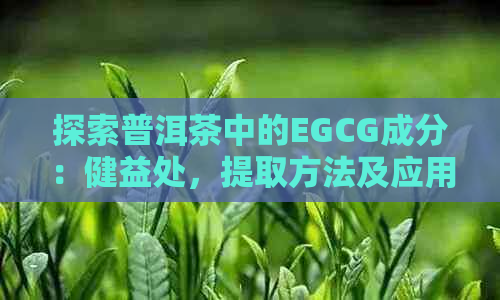 探索普洱茶中的EGCG成分：健益处，提取方法及应用前景