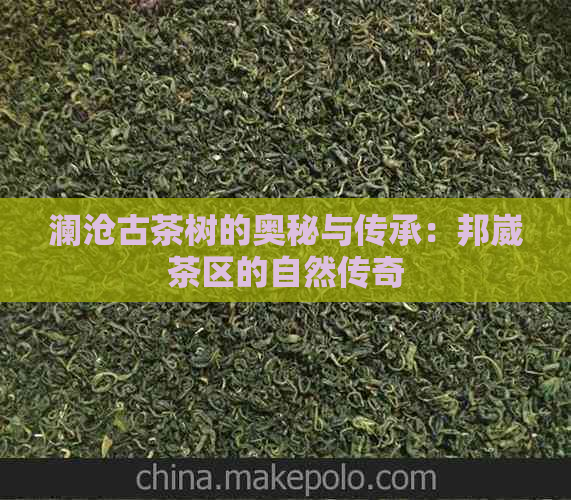 澜沧古茶树的奥秘与传承：邦崴茶区的自然传奇