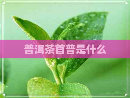 普洱茶首普是什么