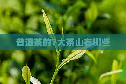 普洱茶的7大茶山有哪些