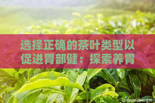 选择正确的茶叶类型以促进胃部健：探索养胃效果的茶类