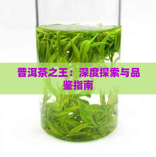 普洱茶之王：深度探索与品鉴指南