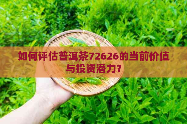 如何评估普洱茶72626的当前价值与投资潜力？