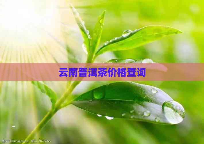 云南普洱茶价格查询