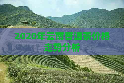 2020年云南普洱茶价格走势分析