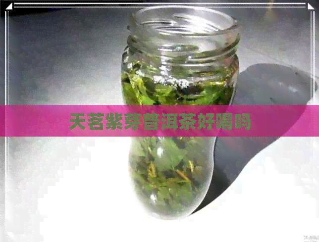 天茗紫芽普洱茶好喝吗