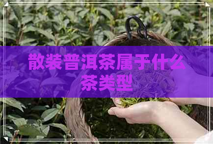 散装普洱茶属于什么茶类型