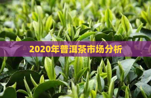 2020年普洱茶市场分析