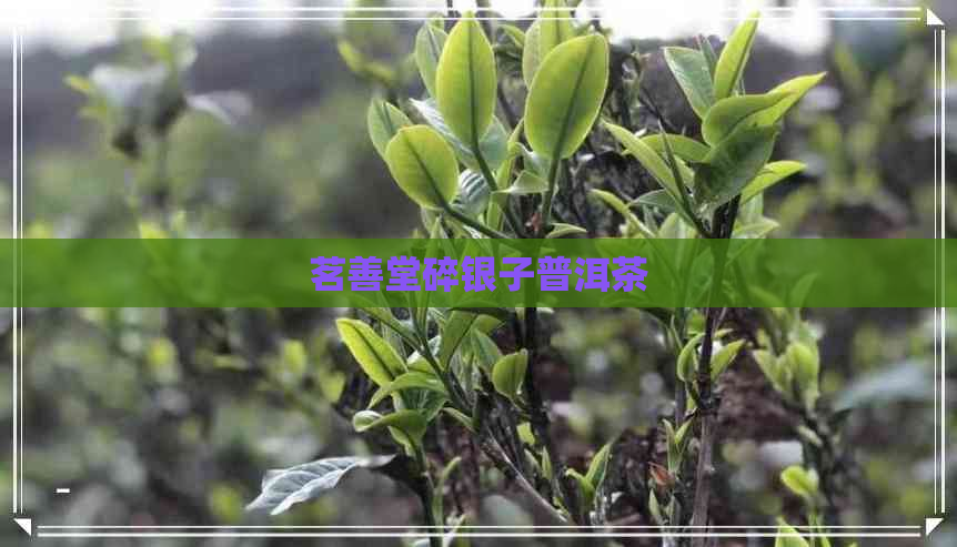 茗善堂碎银子普洱茶