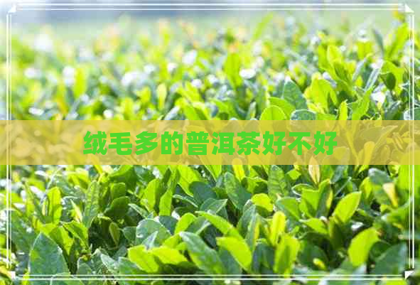 绒毛多的普洱茶好不好