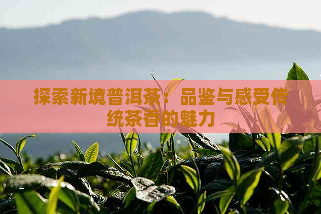 探索新境普洱茶：品鉴与感受传统茶香的魅力