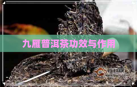 九雁普洱茶功效与作用