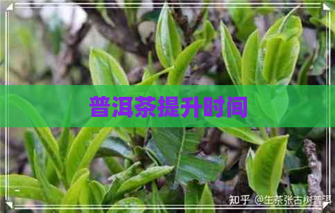 普洱茶提升时间