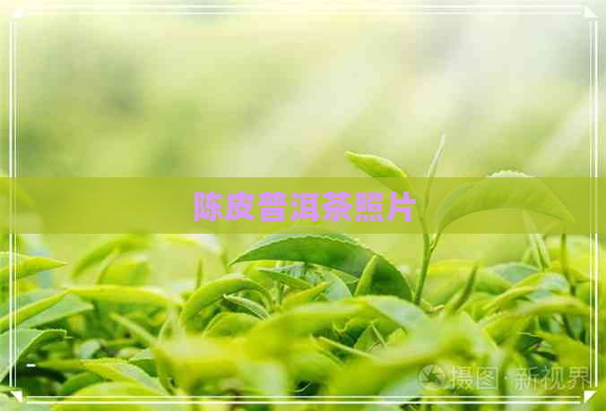 陈皮普洱茶照片