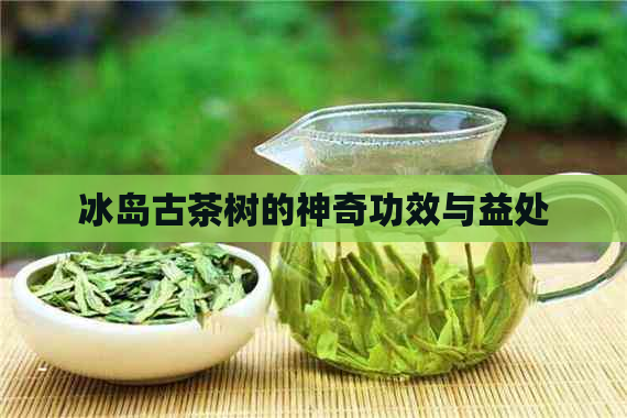 冰岛古茶树的神奇功效与益处