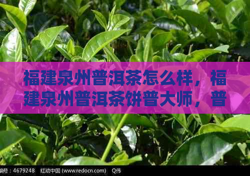 福建泉州普洱茶怎么样，福建泉州普洱茶饼普大师，普洱茶福建