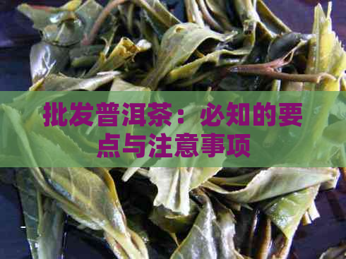 批发普洱茶：必知的要点与注意事项