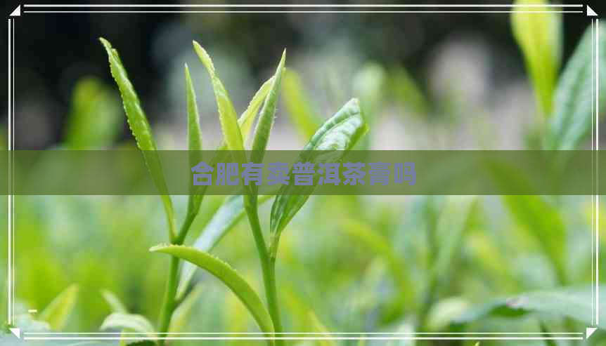 合肥有卖普洱茶膏吗