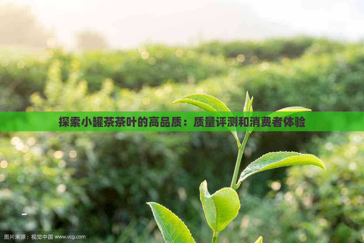 探索小罐茶茶叶的高品质：质量评测和消费者体验