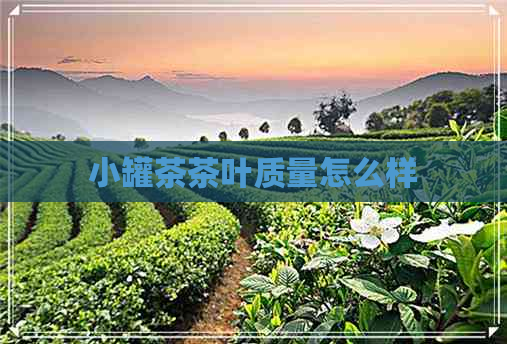 小罐茶茶叶质量怎么样