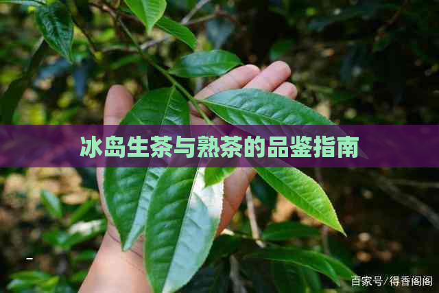 冰岛生茶与熟茶的品鉴指南