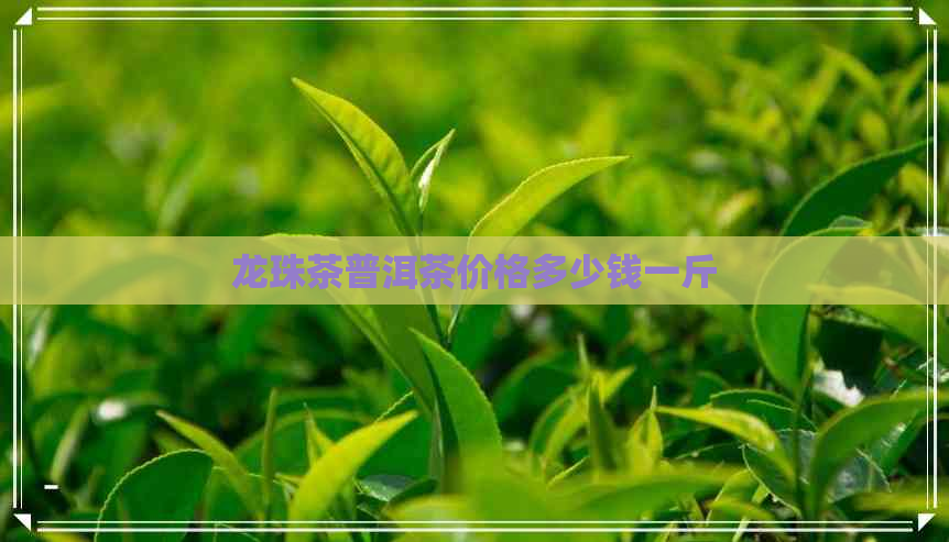 龙珠茶普洱茶价格多少钱一斤