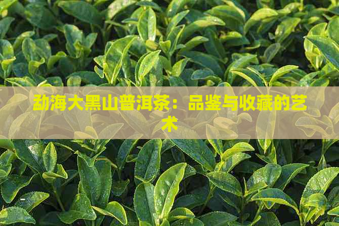 勐海大黑山普洱茶：品鉴与收藏的艺术