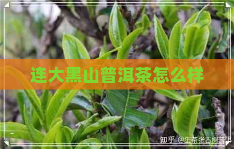 连大黑山普洱茶怎么样