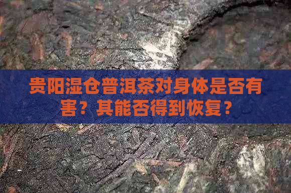 贵阳湿仓普洱茶对身体是否有害？其能否得到恢复？